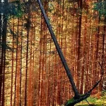 Alpenbluehn * Tschagguns