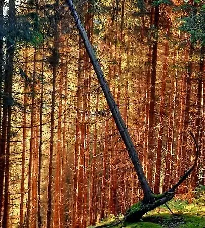 Alpenbluehn Tschagguns * Schruns